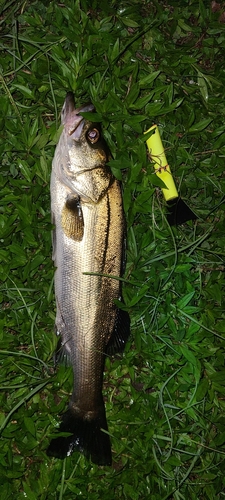 シーバスの釣果