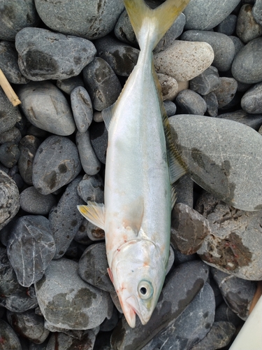 ワカシの釣果