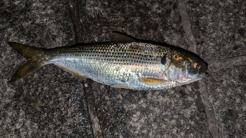 コノシロの釣果