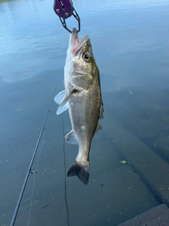 スズキの釣果