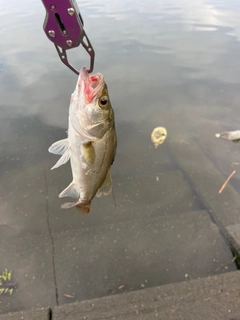 スズキの釣果