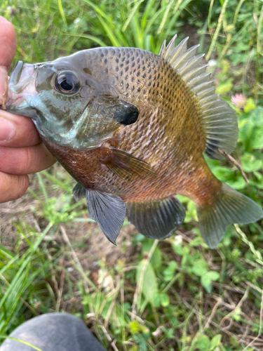 ブルーギルの釣果