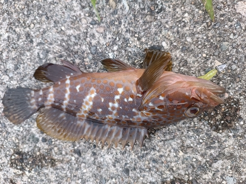 キジハタの釣果