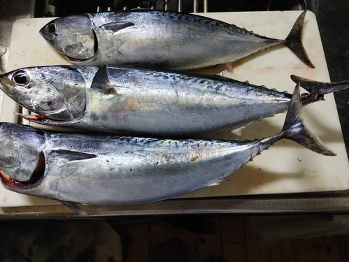 メジカの釣果