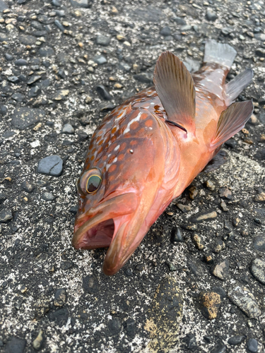 キジハタの釣果