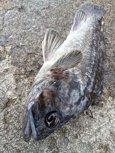 クロソイの釣果