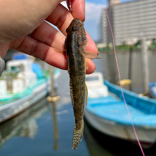 ハゼの釣果