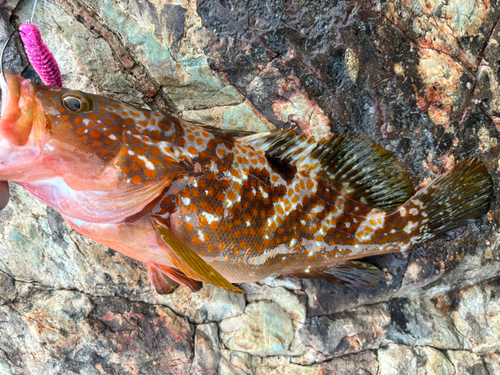 アコウの釣果