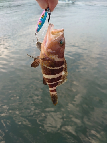 アオハタの釣果