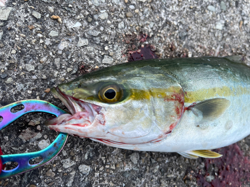 ツバスの釣果