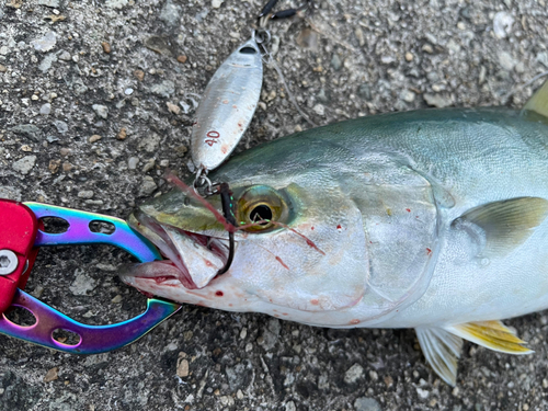 ツバスの釣果