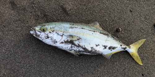 ワカシの釣果