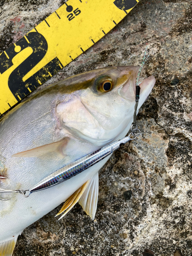 シオの釣果