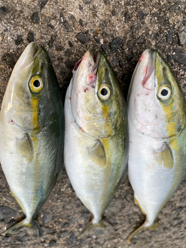 ツバスの釣果