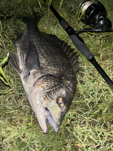 クロダイの釣果