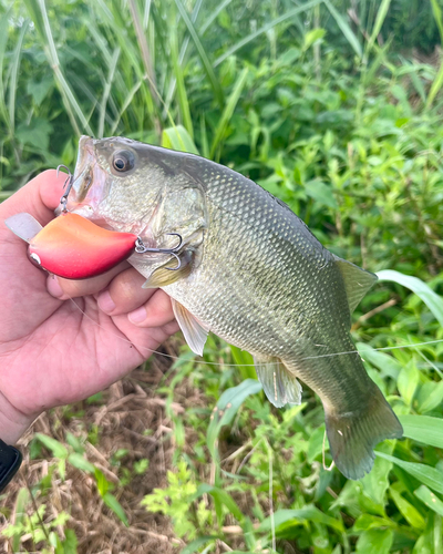 ブラックバスの釣果