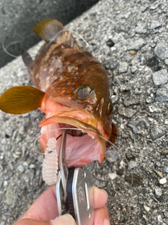 アコウの釣果