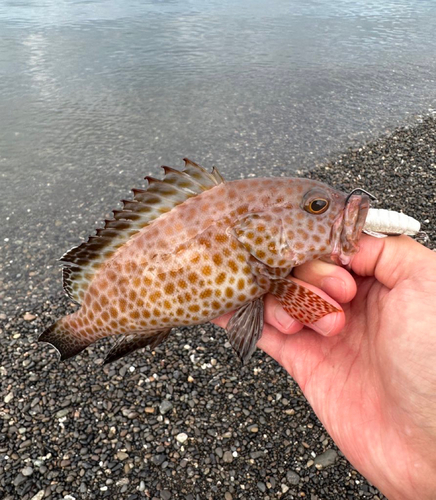 オオモンハタの釣果