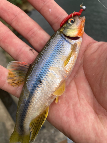 カワムツの釣果