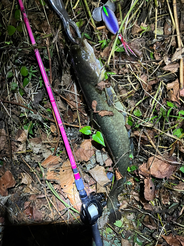 ナマズの釣果