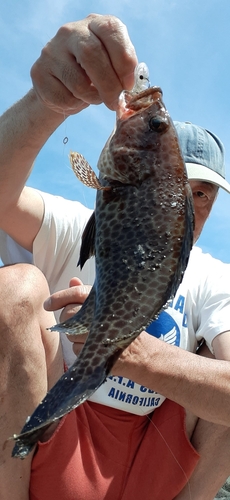 オオモンハタの釣果