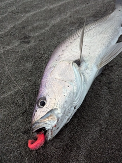 ニベの釣果