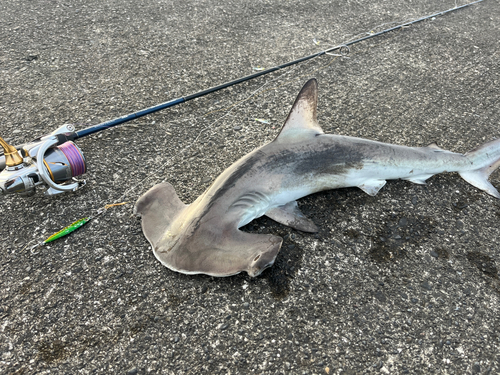 シュモクザメの釣果