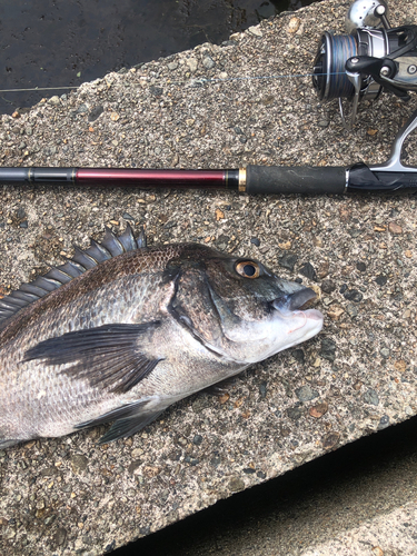 クロダイの釣果