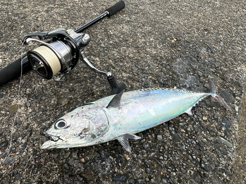 ソウダガツオの釣果