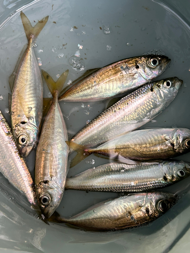 アジの釣果