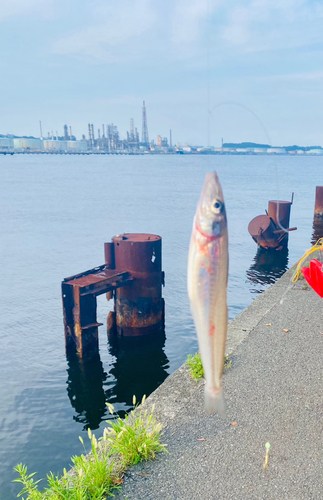 キスの釣果