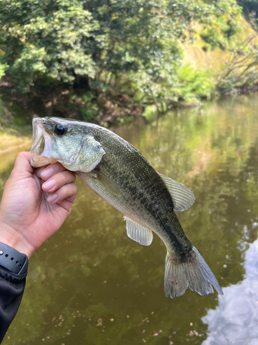 ラージマウスバスの釣果