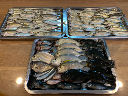 アジの釣果