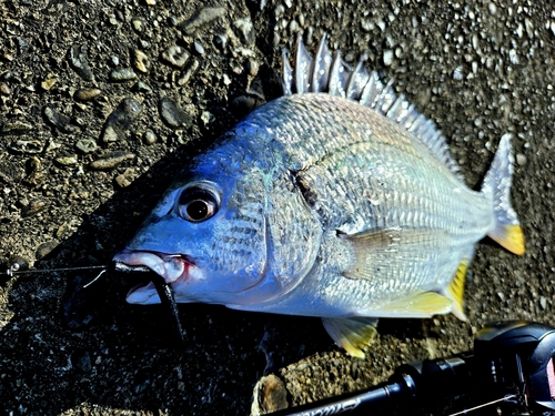 キチヌの釣果