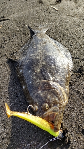 ソゲの釣果