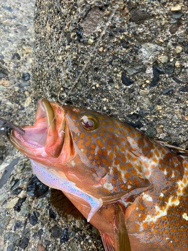 キジハタの釣果