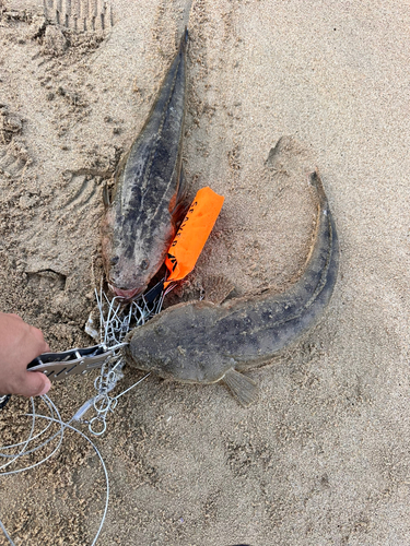 マゴチの釣果