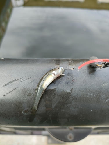 ビリンゴの釣果