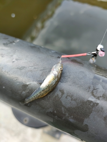 ビリンゴの釣果