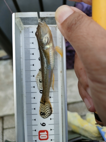 マハゼの釣果