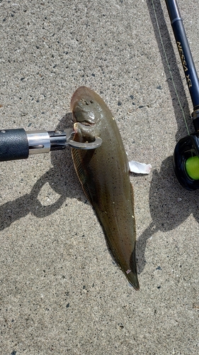 ウシノシタの釣果