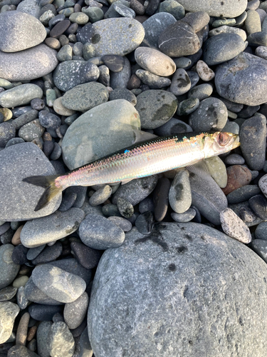 ウルメイワシの釣果