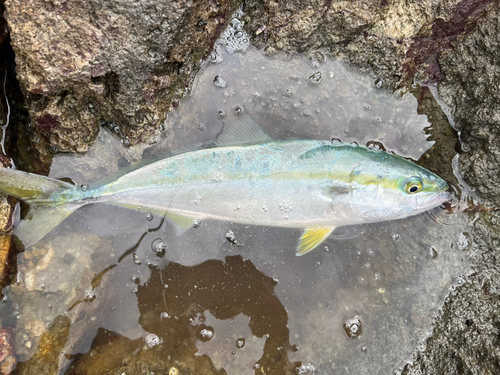 イナダの釣果