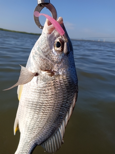 キビレの釣果