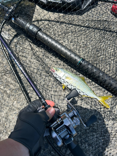 ツバスの釣果