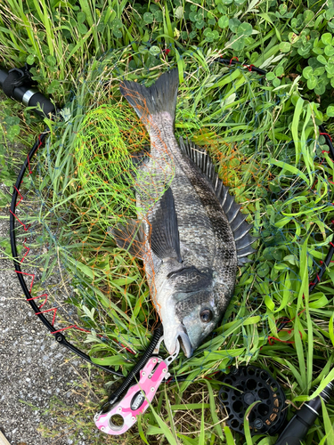 チヌの釣果