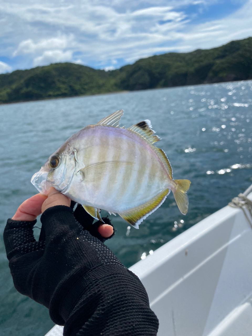 カイワリ