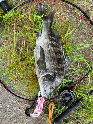 チヌの釣果