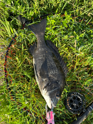 チヌの釣果