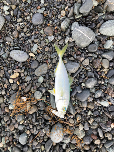 ワカシの釣果